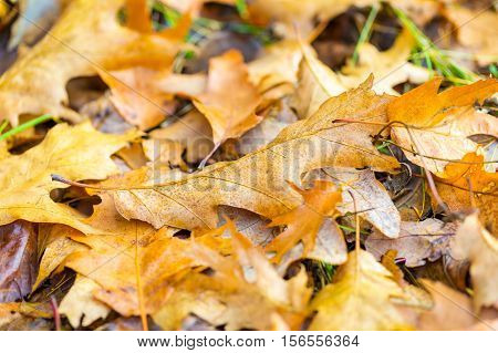Dry Oak Leaves Lying On Ground