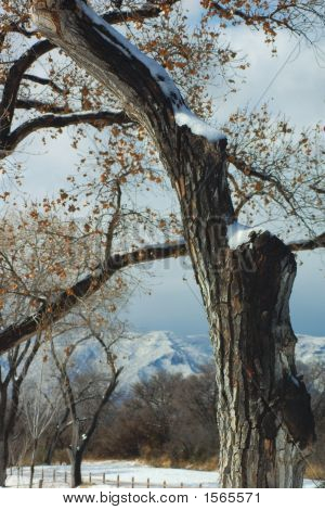Cottonwood træ