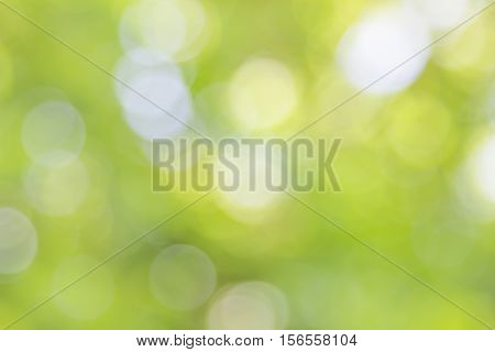 Blurred nature background.Backdrop with color and bright sun light. Summer holidays concept.bokeh background or Christmas background.Green Energy.