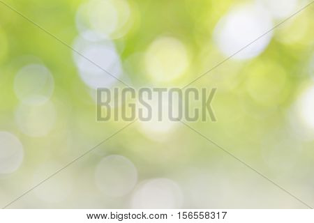 Blurred nature background.Backdrop with color and bright sun light. Summer holidays concept.bokeh background or Christmas background.Green Energy.