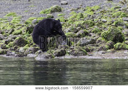 Black bear on a beach at low tide flipping over rocks to find crabs to eat.Tofino British Columbia Canada