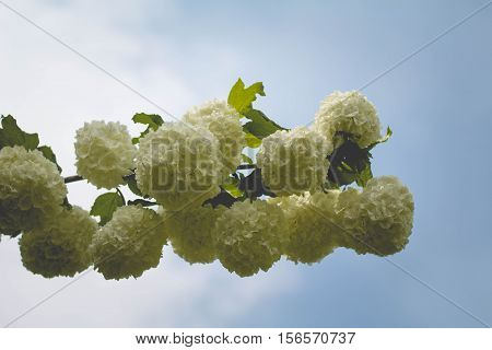 White snowball bush flowers with green leaves against a blue sky.
