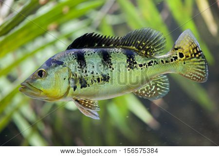 Butterfly peacock bass (Cichla ocellaris).