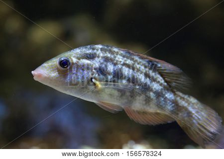 Corkwing wrasse (Symphodus melops). Marine fish.