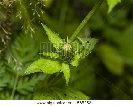 Blooming Cabbage or Siberian Thistle Cirsium oleraceum flower bud and leaves with bokeh background close-up selective focus shallow DOF