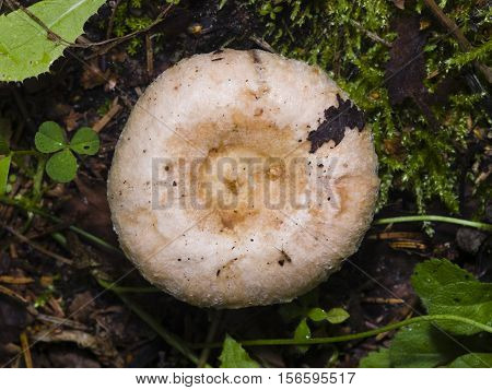 White mushroom Lactarius resimus in wet forest close-up selective focus shallow DOF