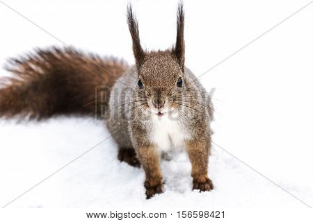 Red Squirrel With Fluffy Tail Sitting In Winter Forest, Front View