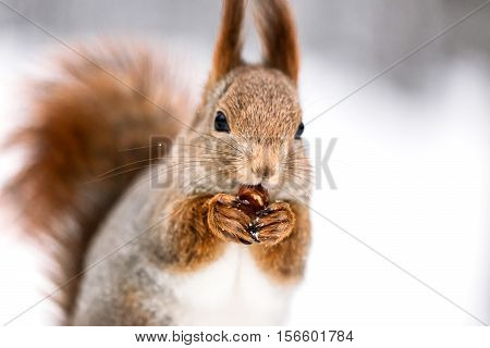 Little Red Squirrel Eating Nut In Winter Forest On Snow Background, Front View