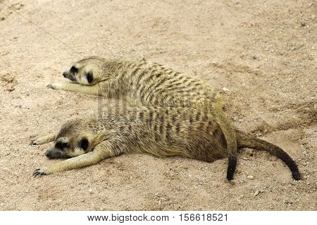 Awesome meerkat outdoor shot. Meerkat is typical Africa species, meerkat could be found also in Zoo. Animal shot capturing meerkat. Very cute meerkat.
