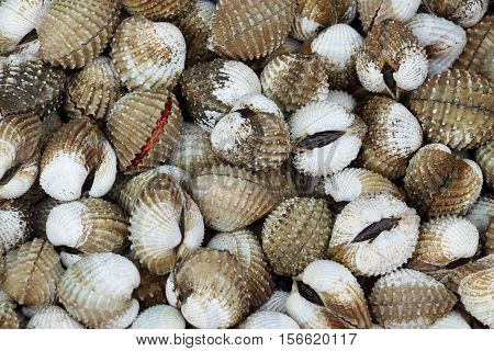 Scallop sea creatures found in Thailand good taste.