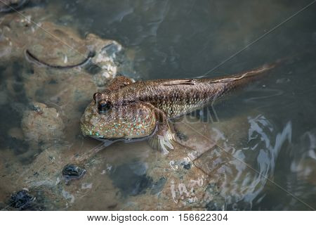 Mud skipper or amphibious fish in mangrove forest. Wildlife animal