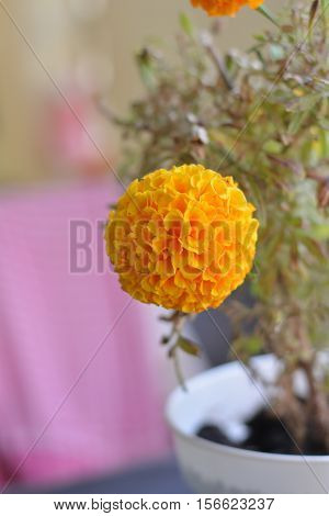 beautiful yellow marigold flower from my garden