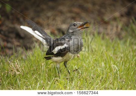 Oriental magpie robin, bird living on grass ground