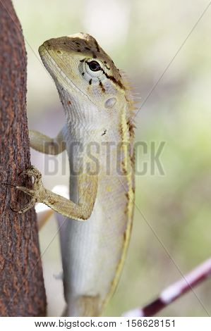 Real lizard resting on a tree with blur background