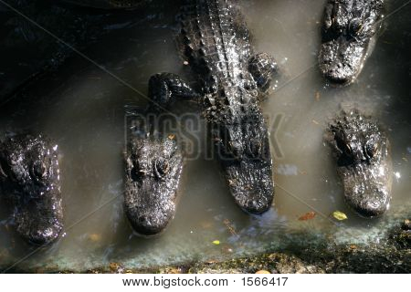 Gators scintillante