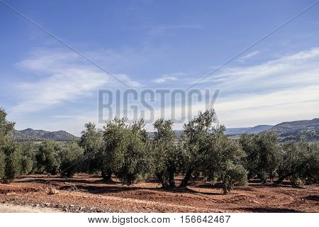 Olive tree from the picual variety near Jaen Spain