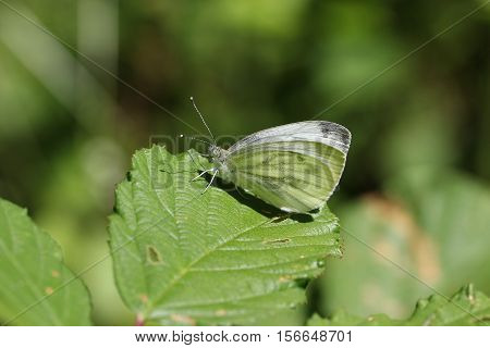Butterfly / The butterfly sits on a plant