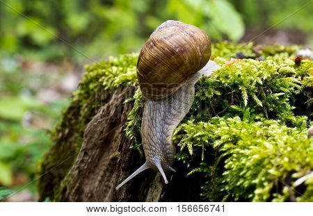 Snails / Snails crawling slowly through the plant