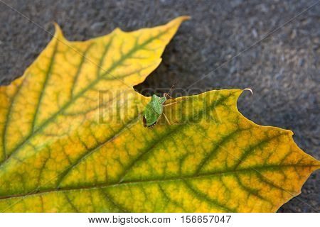 Close up view of a green shield bug or stink bug on autumn maple leaf. Green and yellow maple leaf as an autumn symbol on dark cement floor.