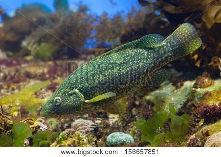 Ballan wrasse (Labrus bergylta). Marine fish.