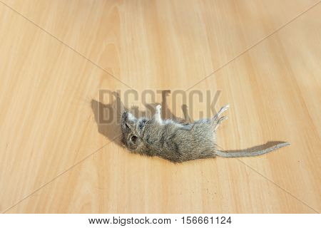 Closeup dead mouse or rat and shadow on floor in an apartment house. Inside high-rise buildings. Fight against mouse in the house. Extermination.