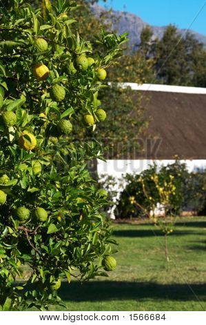 Un verde albero pieno di limoni