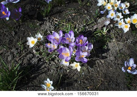 Flowerbed With Crocus