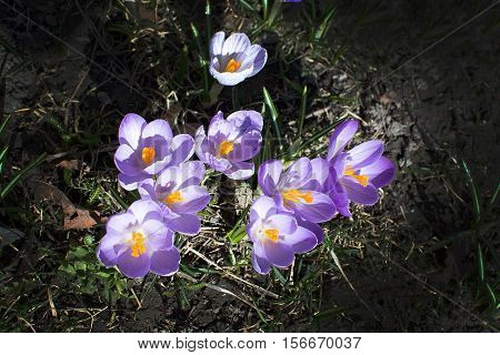 Flowerbed With Crocus