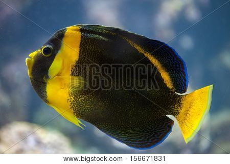Scribbled angelfish (Chaetodontoplus duboulayi), also known as the Duboulay's angelfish. 