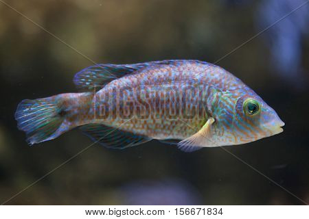 Corkwing wrasse (Symphodus melops). Marine fish.