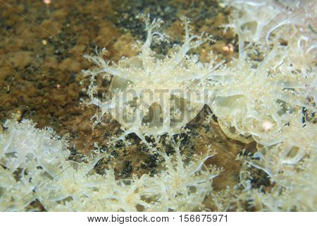Upside-down jellyfish (Cassiopea andromeda). Sea animal.