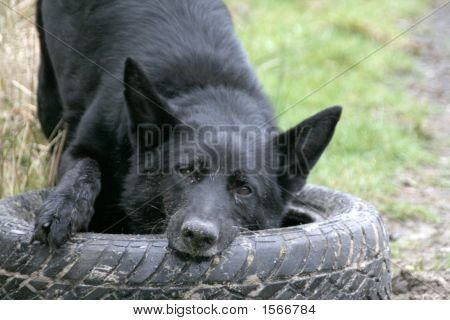 遊び心のある犬