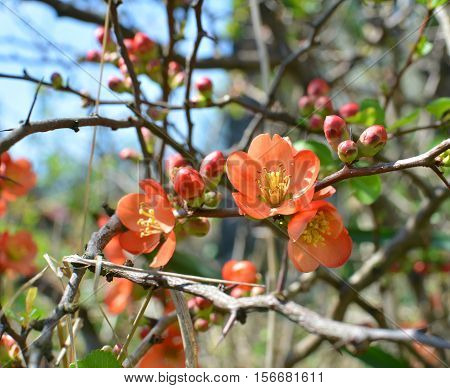 Beautiful red blossom of Chaenomeles tree in garden