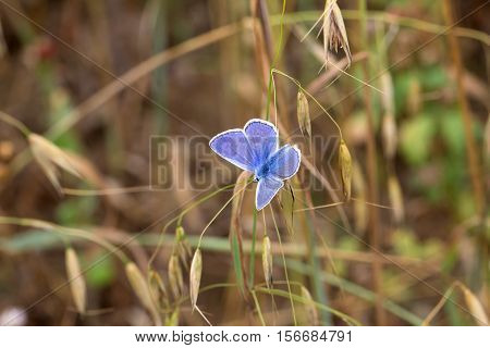 Butterfly / The butterfly sits on a plant
