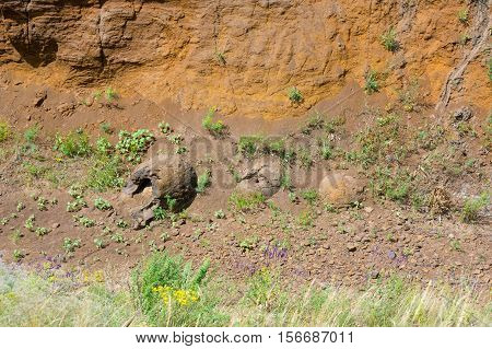 Three Forms Of Education In The Ravine-like Dinosaur Eggs Have Been Found Near The Village Of Wet Ol