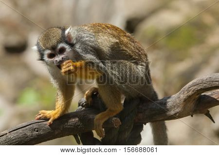 Common squirrel monkey (Saimiri sciureus). Wildlife animal. 