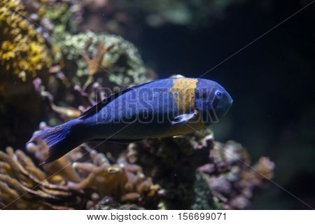 Saddle wrasse (Thalassoma duperrey). Marine fish.