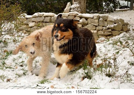 Funny animals: two dogs running in the garden with snow