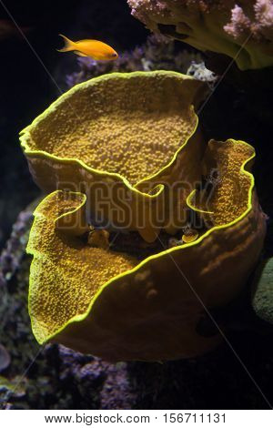 Yellow scroll coral (Turbinaria reniformis), also known as the yellow lettuce coral, and sea goldie (Pseudanthias squamipinnis), also known as the lyretail anthias.