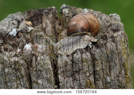 Snails / Snails crawling slowly through the plant