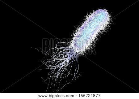 Bacterium Pseudomonas aeruginosa isolated on black background, antibiotic-resistant nosocomial bacterium, 3D illustration. Illustration shows polar location of flagella and presence of pili on the bacterial surface