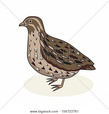 Vector illustration - a bird quail. Cartoon style.