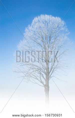 Frozen tree frosty twigs on snowbound snowfield scene with misty fog haze at nice weather winter snowy morning