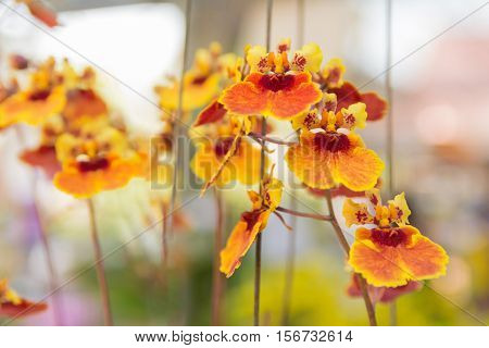 Tolumnia Culture Orchid