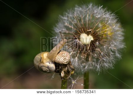 Snails / Snails crawling slowly through the plant