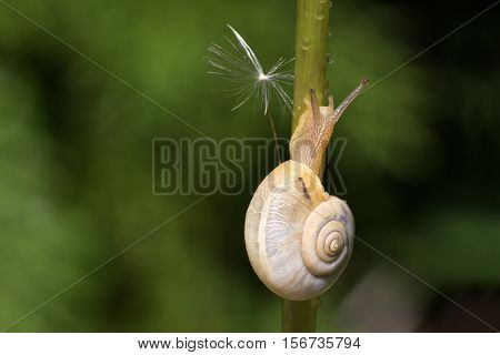 Snails / Snails crawling slowly through the plant