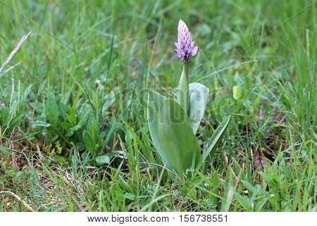 Wild orchid / Very beautiful and rare flowers