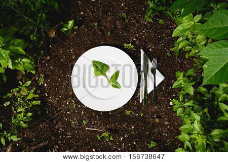 White plate with green leaf. Food from the garden.