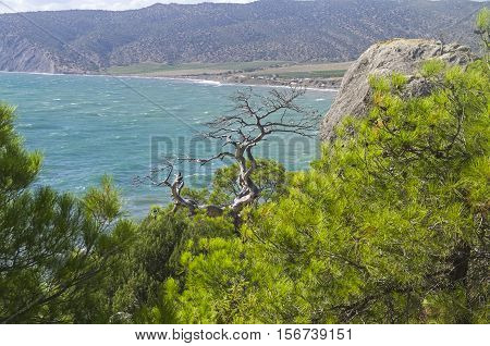Dried relict pine on the sea coast. Crimea September.