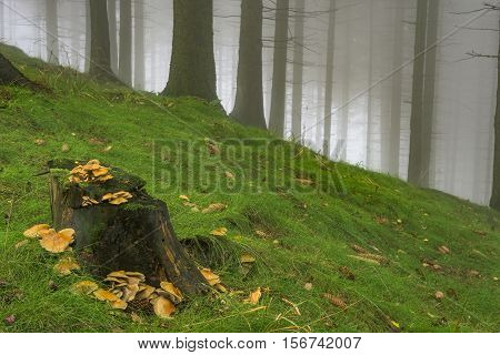 View stump with mushrooms in a spruce forest foggy autumnal